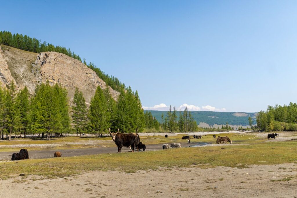 tour viaje norte mongolia karakorum mongoles gengis kan yurta ger aventura