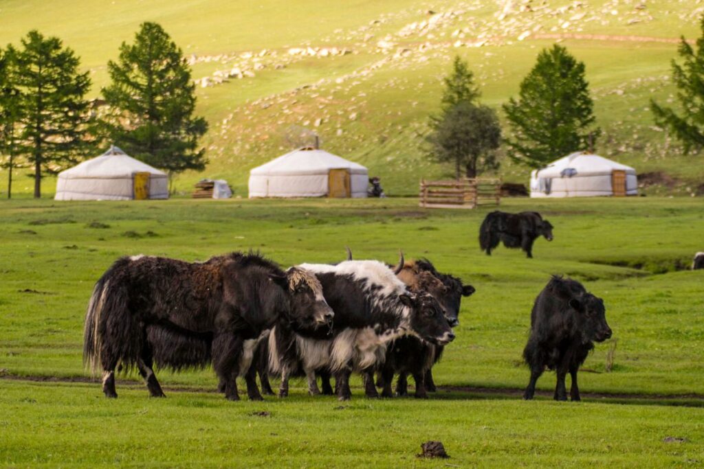 tour viaje norte mongolia karakorum mongoles gengis kan yurta ger aventura