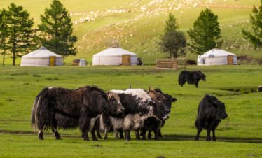 tour viaje norte mongolia karakorum mongoles gengis kan yurta ger aventura