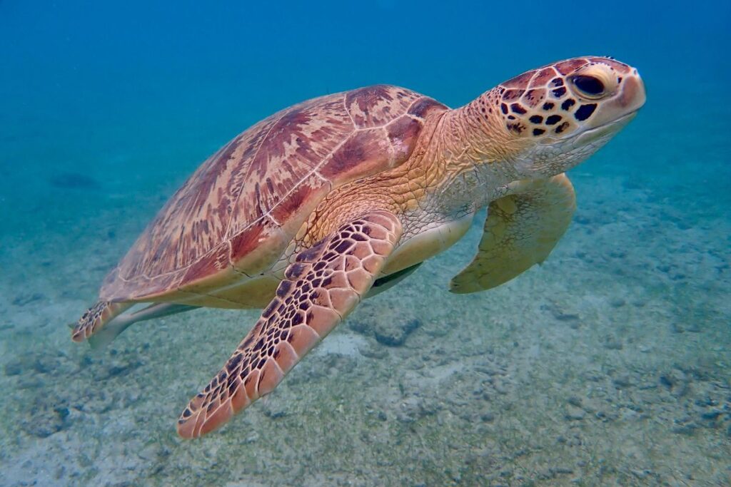 Desove de tortugas en Omán