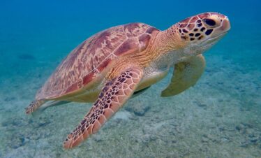 Desove de tortugas en Omán