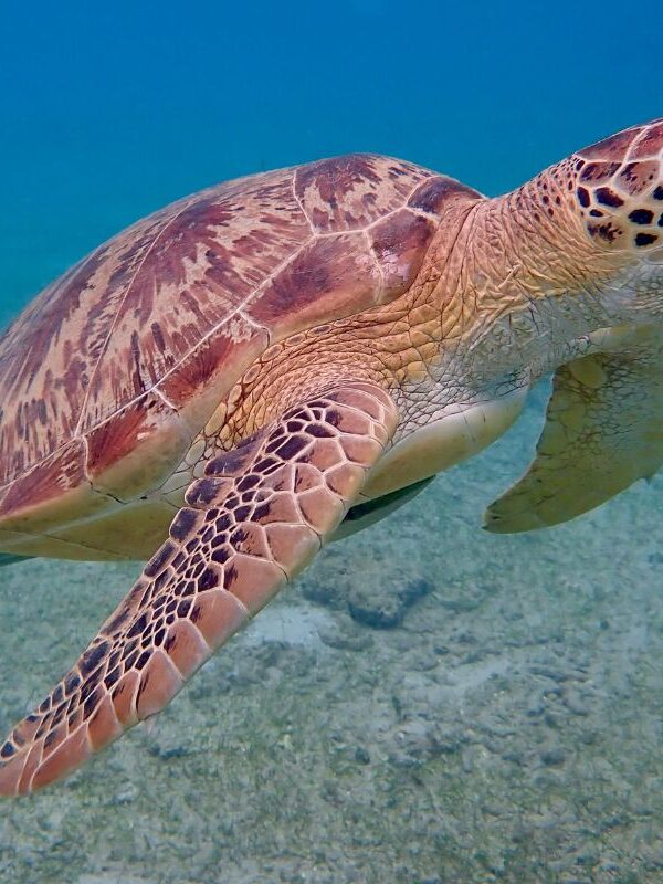 Desove de tortugas en Omán